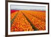 Dutch Tulip Fields in Springtime-picturepartners-Framed Photographic Print