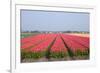 Dutch Tulip Fields in Springtime-picturepartners-Framed Photographic Print