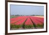 Dutch Tulip Fields in Springtime-picturepartners-Framed Photographic Print