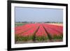 Dutch Tulip Fields in Springtime-picturepartners-Framed Photographic Print