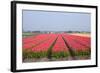 Dutch Tulip Fields in Springtime-picturepartners-Framed Photographic Print