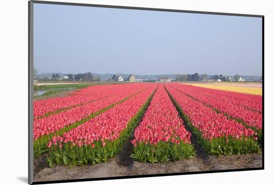 Dutch Tulip Fields in Springtime-picturepartners-Mounted Photographic Print