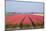 Dutch Tulip Fields in Springtime-picturepartners-Mounted Photographic Print