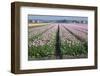 Dutch Tulip Fields in Springtime-picturepartners-Framed Photographic Print