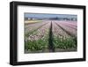 Dutch Tulip Fields in Springtime-picturepartners-Framed Photographic Print