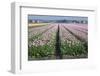 Dutch Tulip Fields in Springtime-picturepartners-Framed Photographic Print