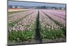 Dutch Tulip Fields in Springtime-picturepartners-Mounted Photographic Print