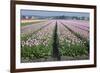 Dutch Tulip Fields in Springtime-picturepartners-Framed Photographic Print