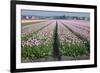 Dutch Tulip Fields in Springtime-picturepartners-Framed Photographic Print