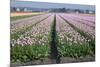 Dutch Tulip Fields in Springtime-picturepartners-Mounted Photographic Print