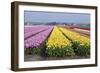 Dutch Tulip Fields in Springtime-picturepartners-Framed Photographic Print