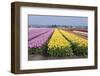 Dutch Tulip Fields in Springtime-picturepartners-Framed Photographic Print