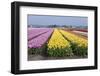 Dutch Tulip Fields in Springtime-picturepartners-Framed Photographic Print