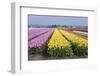 Dutch Tulip Fields in Springtime-picturepartners-Framed Photographic Print