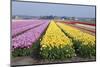 Dutch Tulip Fields in Springtime-picturepartners-Mounted Photographic Print