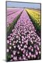 Dutch Tulip Fields in Springtime-picturepartners-Mounted Photographic Print