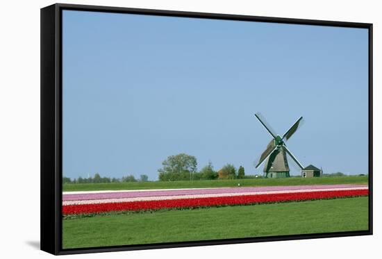 Dutch Tulips in the Spring.-Mauvries-Framed Stretched Canvas