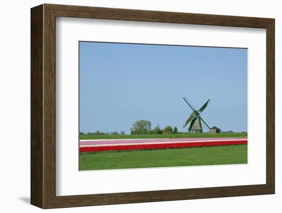 Dutch Tulips in the Spring.-Mauvries-Framed Photographic Print