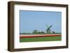 Dutch Tulips in the Spring.-Mauvries-Framed Photographic Print