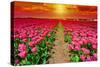 Dutch Tulips-gkuna-Stretched Canvas