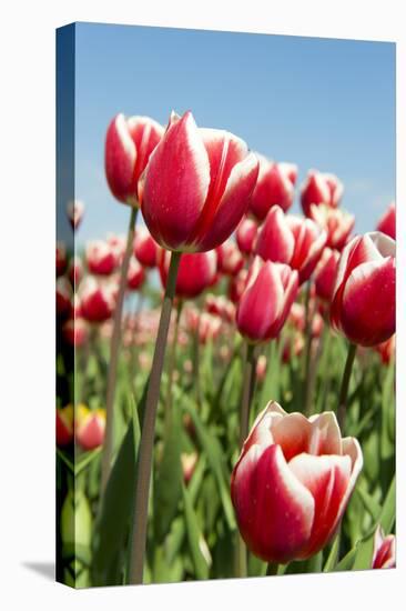 Dutch Tulips-Ivonnewierink-Stretched Canvas