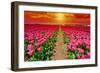 Dutch Tulips-gkuna-Framed Photographic Print