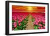 Dutch Tulips-gkuna-Framed Photographic Print