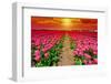 Dutch Tulips-gkuna-Framed Photographic Print