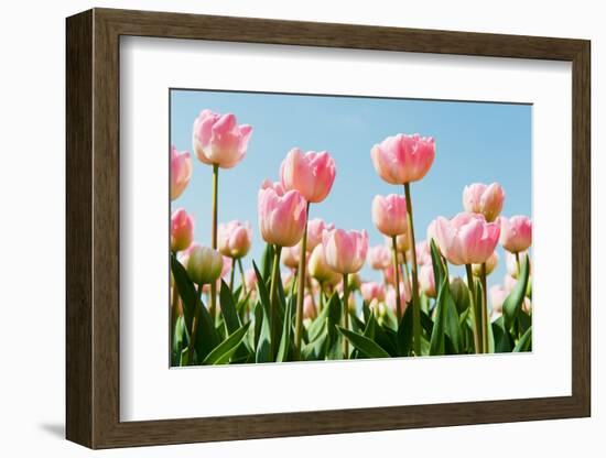 Dutch Tulips-Ivonnewierink-Framed Photographic Print