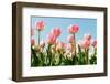 Dutch Tulips-Ivonnewierink-Framed Photographic Print