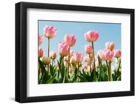 Dutch Tulips-Ivonnewierink-Framed Photographic Print