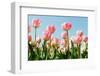 Dutch Tulips-Ivonnewierink-Framed Photographic Print