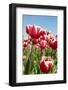 Dutch Tulips-Ivonnewierink-Framed Photographic Print