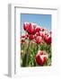 Dutch Tulips-Ivonnewierink-Framed Photographic Print