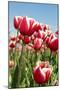 Dutch Tulips-Ivonnewierink-Mounted Photographic Print