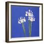 Dutch White Exelsior, 2000-John Miller-Framed Giclee Print