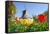 Dutch Windmill and Colorful Tulips and Forget-Me-Not Flowers in Famous Spring Garden 'Keukenhof', H-dzain-Framed Stretched Canvas