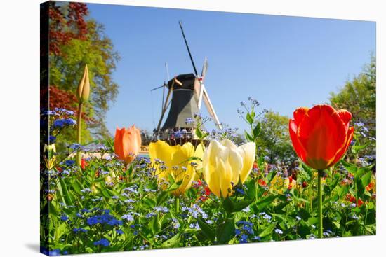 Dutch Windmill and Colorful Tulips and Forget-Me-Not Flowers in Famous Spring Garden 'Keukenhof', H-dzain-Stretched Canvas