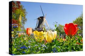 Dutch Windmill and Colorful Tulips and Forget-Me-Not Flowers in Famous Spring Garden 'Keukenhof', H-dzain-Stretched Canvas