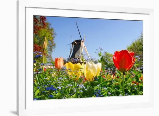 Dutch Windmill and Colorful Tulips and Forget-Me-Not Flowers in Famous Spring Garden 'Keukenhof', H-dzain-Framed Photographic Print