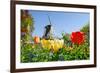 Dutch Windmill and Colorful Tulips and Forget-Me-Not Flowers in Famous Spring Garden 'Keukenhof', H-dzain-Framed Photographic Print