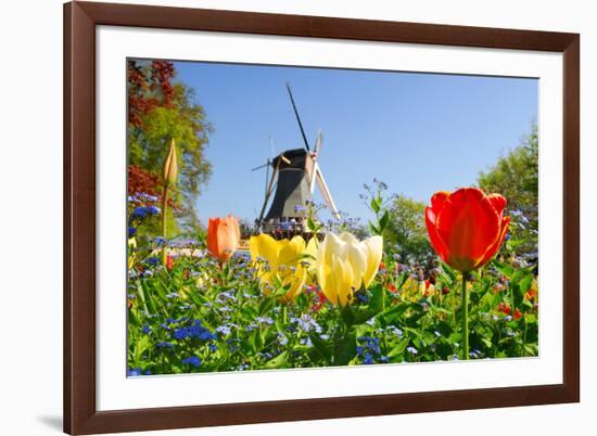 Dutch Windmill and Colorful Tulips and Forget-Me-Not Flowers in Famous Spring Garden 'Keukenhof', H-dzain-Framed Photographic Print