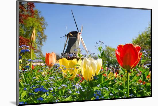 Dutch Windmill and Colorful Tulips and Forget-Me-Not Flowers in Famous Spring Garden 'Keukenhof', H-dzain-Mounted Photographic Print