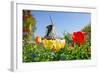 Dutch Windmill and Colorful Tulips and Forget-Me-Not Flowers in Famous Spring Garden 'Keukenhof', H-dzain-Framed Photographic Print