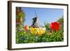 Dutch Windmill and Colorful Tulips and Forget-Me-Not Flowers in Famous Spring Garden 'Keukenhof', H-dzain-Framed Photographic Print