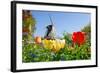 Dutch Windmill and Colorful Tulips and Forget-Me-Not Flowers in Famous Spring Garden 'Keukenhof', H-dzain-Framed Photographic Print