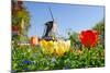 Dutch Windmill and Colorful Tulips and Forget-Me-Not Flowers in Famous Spring Garden 'Keukenhof', H-dzain-Mounted Photographic Print