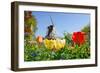 Dutch Windmill and Colorful Tulips and Forget-Me-Not Flowers in Famous Spring Garden 'Keukenhof', H-dzain-Framed Photographic Print