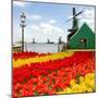 Dutch Windmill of Zaanse Schans-neirfy-Mounted Photographic Print