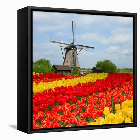 Dutch Windmill over Tulips Field-neirfy-Framed Stretched Canvas